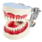 1560 Dental Hygiene Periodontal Model with Soft Gingiva and 32 Natural Root Teeth